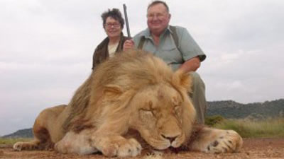 Lungile Safaris Lion