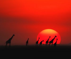 Lungile Safaris Trophy Hunter Operators - Sunset